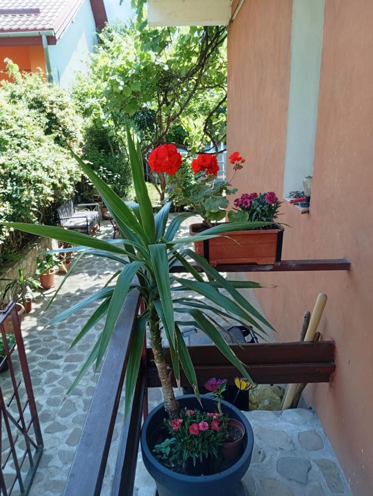Apartament Cu Terasa La Casa Valentin Timişoara Exterior foto